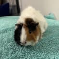 Photo of S'more, Strudel 