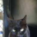 Photo of Dexta