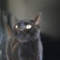 Photo of Dexta