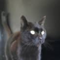 Photo of Dexta
