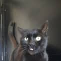 Photo of Dexta