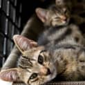 Photo of Baby 