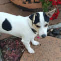 Photo of Buddy