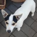 Photo of Buddy