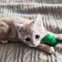 Photo of Moki
