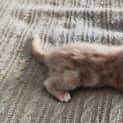 Photo of Moki