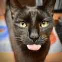 Photo of Nyx