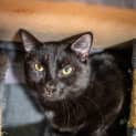 Photo of Nyx