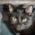 Photo of Nyx