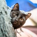 Photo of Nyx