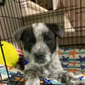 Photo of Ebony 8 Week Old Cattle Dog X (Trial)