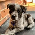 Photo of Ebony 8 Week Old Cattle Dog X (Trial)