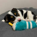 Photo of Clover   8 Week Old Cattle Dog X (Trial)