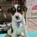 Photo of Clover   8 Week Old Cattle Dog X (Trial)