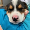 Photo of Clover   8 Week Old Cattle Dog X (Trial)