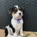 Photo of Clover   8 Week Old Cattle Dog X (Trial)