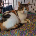 Photo of Patty Cakes