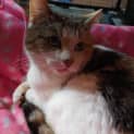 Photo of Patty Cakes