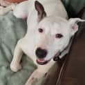 Photo of Toby