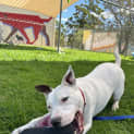 Photo of Toby