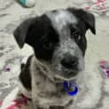 Photo of Ebony 8 Week Old Cattle Dog X (Trial)