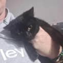 Photo of Bagheera