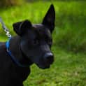 Photo of Sadie