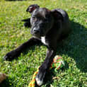 Photo of Dopey