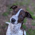 Photo of Circe