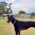 Photo of Ramona (Rojo Mcgee)