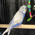 Photo of Skuttle