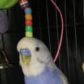 Photo of Skuttle