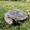 Photo of Torti (Tortellini)
