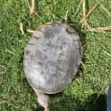 Photo of Torti (Tortellini)