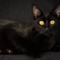 Photo of Olive