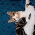 Photo of Custard