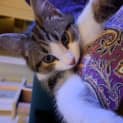 Photo of Custard