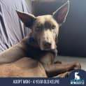 Photo of Moki 4 Year Old Kelpie (On Trial 26/8/23)