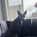 Photo of Moki 4 Year Old Kelpie (On Trial 26/8/23)
