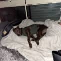Photo of Moki 4 Year Old Kelpie (On Trial 26/8/23)