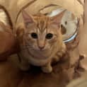 Photo of Aslan