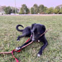 Photo of Gill
