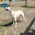 Photo of Henry