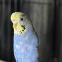 Photo of Bluebell