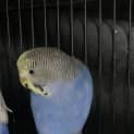 Photo of Bluebell