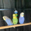 Photo of Bluebell