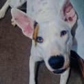 Photo of Poppy
