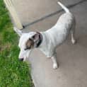 Photo of Poppy