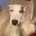 Photo of Poppy