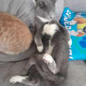 Photo of Rafiki